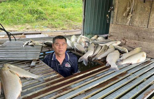 Hiện tượng thủy sản chết bất thường xuất hiện tại nhiều khu vực sau đợt mưa lớn.
