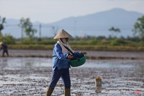 Với việc chủ động kế hoạch sản xuất và bố trí cơ giới hóa hợp lý, đến nay, xã Tùng Lộc đã làm đất trên 900 ha (trên 85% diện tích) và gieo cấy trên 200 ha. Các giống lúa chủ lực gồm: Khang Dân 18, Xuân Mai 12, Nếp 98,…