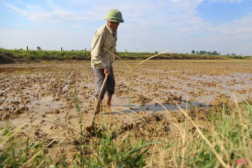 Tại các xã: Đồng Tiến, Cẩm Bình, Đức Quang, Đức Minh... không khí sản xuất vụ mới cũng rộn ràng từ cả tuần nay. Người dân đang khẩn trương sản xuất vụ hè thu với phương châm “sớm ngày nào hay ngày đó”.