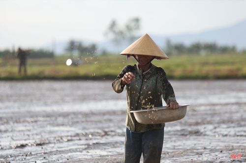 Người dân tất bật san ủi mặt bằng, rút cạn nước, làm khô mặt ruộng để kịp thời xuống giống.