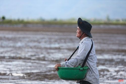 Ông Lương Hữu Mai (thôn Phú Thọ, xã Tùng Lộc) chia sẻ: "Tận dụng nguồn nước sẵn có trên đồng ruộng sau các đợt mưa, gia đình tôi đã nhanh chóng triển khai làm đất, gieo thẳng gần 8 sào lúa Nếp 98. Dự kiến khoảng 2 ngày nữa sẽ cơ bản hoàn thành xuống giống. Nhờ ruộng liền thửa, thuận lợi cho máy móc hoạt động nên tiến độ được đẩy nhanh, tiết kiệm nhiều thời gian và chi phí canh tác so với trước đây". 