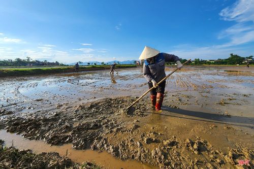 Thời điểm này, tại các cánh đồng của thôn Thượng Nguyên (xã Đông Kinh), không khí sản xuất vụ hè thu cũng diễn ra khẩn trương, nhộn nhịp.
