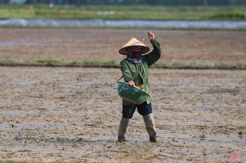  Bà Phan Thị Hương (thôn Thượng Nguyên, xã Đông Kinh) chia sẻ: “Đây là thời điểm vất vả nhất đối với bà con nông dân bởi vừa kết thúc thu hoạch vụ xuân đã phải khẩn trương làm đất, gieo cấy vụ hè thu. Với hơn 1 mẫu ruộng, nước về đến đâu, tôi làm đất và gieo cấy đến đó, dự kiến kết thúc gieo cấy trước ngày 30/5”. 