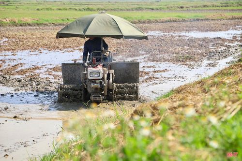 Theo Chi cục Trồng trọt và Chăn nuôi Hà Tĩnh, vụ hè thu năm 2026, toàn tỉnh phấn đấu sản xuất hơn 45.500 ha lúa. Đến nay, các địa phương đã hoàn thành làm đất khoảng 10.000 ha (khoảng 20%), xuống giống gần 2.200 ha.