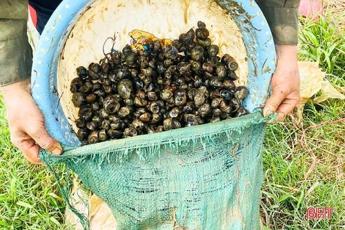 Bắt ốc thủ công là giải pháp được nhiều hộ gia đình ở thôn Hồng Vượng ưu tiên.