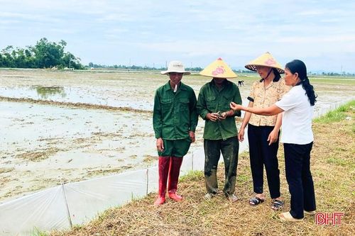 Người dân chủ động kiểm tra đồng ruộng, triển khai diệt ốc bươu vàng ngay từ đầu vụ.