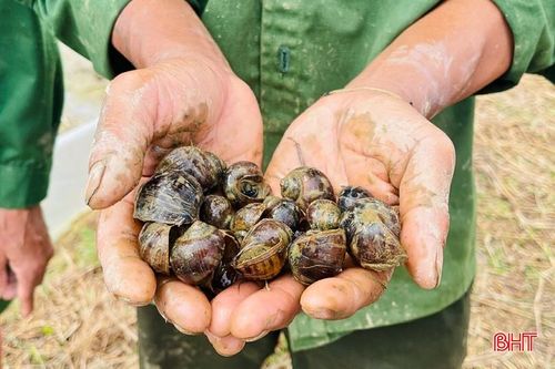 Ông Trần Văn Vọng cố gắng bắt ốc bươu vàng trong khu vực ruộng lúa của gia đình.