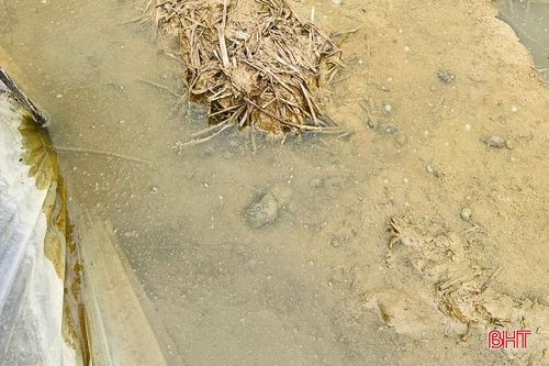 Với khả năng sinh trưởng và phát tán nhanh, ốc bươu vàng đang gây khó khăn cho người nông dân trong sản xuất lúa hè thu.