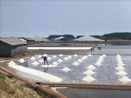 Sản xuất muối tại xã Bảo Thạnh, tỉnh Vĩnh Long.