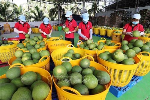 Sơ chế, bảo quản sản phẩm bưởi da xanh xuất khẩu ở nhà máy của Công ty Vina T&amp;T Group Bến Tre, tỉnh Vĩnh Long. Ảnh: Vũ Sinh/TTXVN