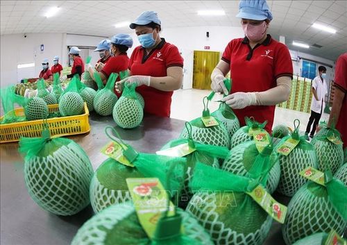 Đóng gói, bảo quản sản phẩm bưởi da xanh xuất khẩu ở nhà máy của Công ty Vina T&amp;T Group Bến Tre, tỉnh Vĩnh Long. Ảnh: Vũ Sinh/TTXVN