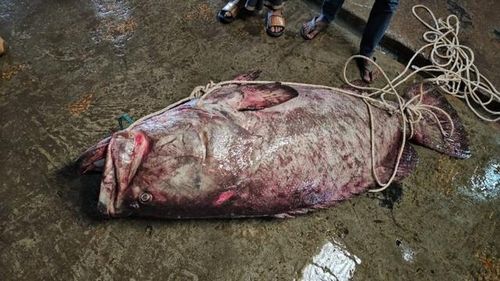 Con cá nặng 200kg. Ảnh: Jugantar