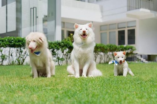 Hành trình của Gohan khiến nhiều khán giả lặng người bởi câu chuyện chữa lành giàu cảm xúc và những thông điệp xã hội đáng suy ngẫm.