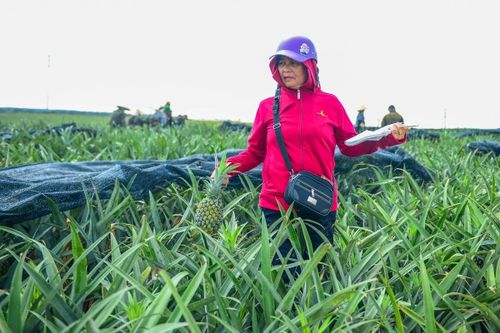 Trong khi đó, gia đình bà Dương Thị Thọ hiện canh tác khoảng 2 ha dứa. Theo bà Thọ, sau khoảng 1,5 năm chăm sóc, cây dứa bắt đầu cho thu hoạch. Năm nay, dứa loại 1 có trọng lượng phổ biến từ 0,7-1,1 kg/quả, hiện được thương lái thu mua với giá khoảng 7.000 đồng/kg, giảm khoảng 30-40% so với cùng kỳ năm ngoái.