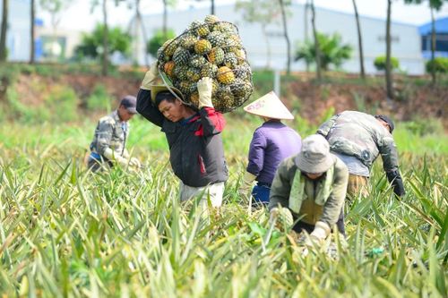 Gần trưa, nắng càng thêm gay gắt nhưng nhiều tốp lao động vẫn miệt mài làm việc. Người cắt dứa, người phân loại, người gùi từng sọt quả nặng từ vườn xuống điểm tập kết.