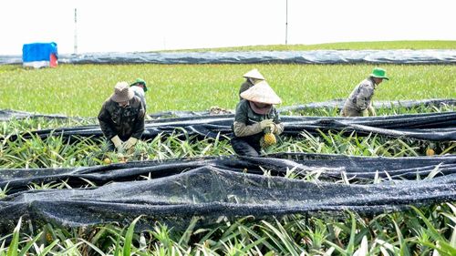Không chỉ lao động nam, nhiều phụ nữ địa phương cũng tham gia thu hoạch dứa thời vụ để tăng thu nhập. Chị Lương Thị Dựa (36 tuổi), công nhân hái dứa, cho biết công việc được phân chia khá rõ ràng: nam giới đảm nhận việc gùi và vận chuyển dứa nặng, còn phụ nữ chủ yếu bẻ dứa, lựa quả.