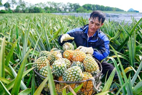 Anh Bùi Văn Tướng (42 tuổi), một lao động chuyên gùi dứa thuê nhiều năm nay cho biết, vào cao điểm vụ thu hoạch, mỗi tổ có khoảng 20-25 người làm việc liên tục từ sáng sớm. Trung bình mỗi ngày, một tổ có thể thu hoạch từ 20-30 tấn dứa. Công bẻ và vận chuyển hiện dao động khoảng 500.000-600.000 đồng mỗi tấn.