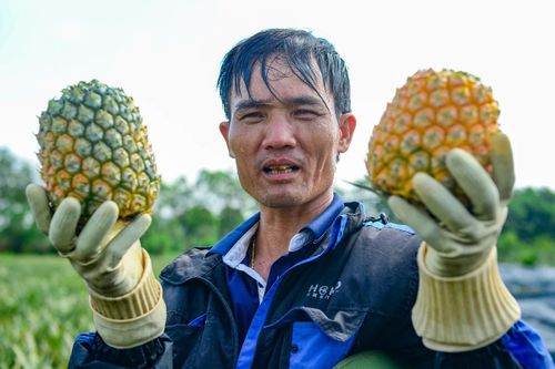Lau vội những giọt mồ hôi sau chuyến gùi dứa, anh Tướng chia sẻ, thời tiết nắng nóng khiến công việc trở nên vất vả, mất sức hơn nhiều nên ai cũng phải mang theo nước uống. Làm được một lúc, mọi người lại phải tìm bóng cây nghỉ ngơi rồi tiếp tục công việc.
