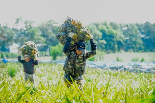 Giữa cái nắng bỏng rát đầu hè, những chuyến dứa vẫn liên tục rời đồi. Trên các sườn dốc phủ kín màu xanh, người lao động vẫn lặng lẽ gùi từng sọt quả nặng trĩu, đổi sức lực lấy nguồn thu nhập mùa vụ giữa những ngày nắng gắt miền Trung.