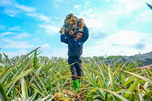 Những chiếc sọt đầy nặng từ 50-80 kg được các lao động nam gùi trên lưng, men theo triền dốc để đưa ra xe của thương lái đỗ cách đó hàng chục mét.
