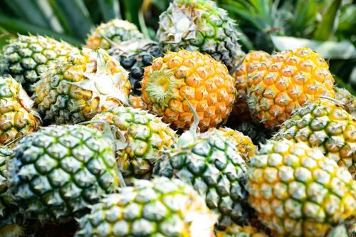 Dù đang vào chính vụ thu hoạch, niềm vui được mùa của nhiều hộ trồng dứa năm nay chưa thật trọn vẹn khi năng suất và giá bán biến động do ảnh hưởng của thời tiết và thị trường tiêu thụ.