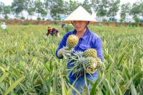 Theo chị Dựa, tùy khối lượng công việc, mỗi lao động có thể kiếm từ 300.000-500.000 đồng/ngày, hôm nhiều việc thu nhập đạt khoảng 700.000 đồng.