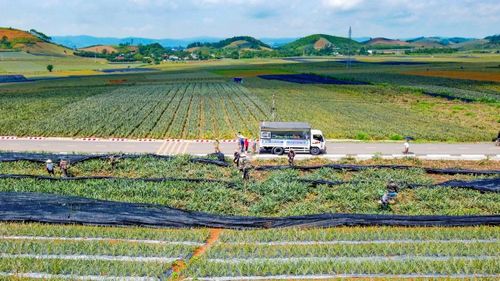 Dọc các lối mòn men theo sườn đồi, tiếng gọi nhau vận chuyển hàng, tiếng xe tải ra vào cùng nhịp cân dứa liên hồi tạo nên không khí tất bật của mùa thu hoạch.