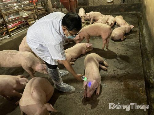 Cán bộ thú y kiểm tra vật nuôi.