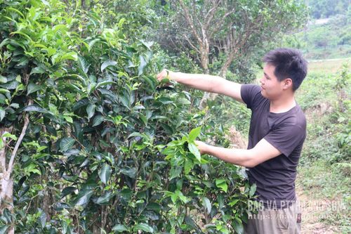 Người dân xã Công Sơn chăm sóc cây chè Shan tuyết