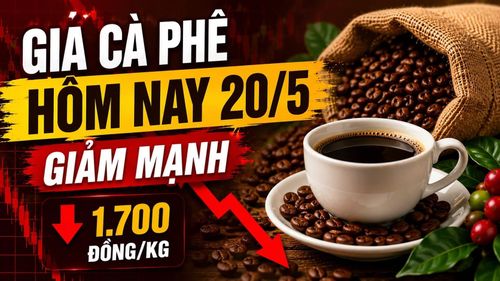 Cập nhật giá cà phê trong nước và thế giới sáng 20/5/2026. Hình minh họa