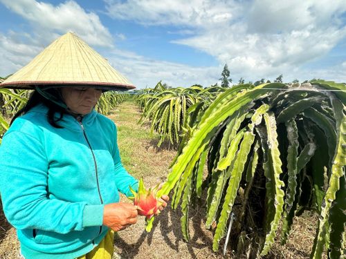 Nông dân trồng thanh long tại Lâm Đồng