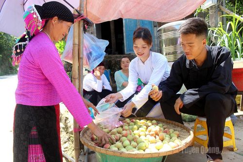 Mùa đào chín mang đến niềm vui được mùa, được giá, trở thành nguồn thu quan trọng giúp nhiều hộ dân xã Cán Tỷ cải thiện đời sống, phát triển kinh tế gia đình.