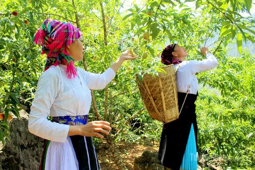 Năm nay, nhờ thời tiết thuận lợi nên đào được mùa, khách du lịch lên Cao nguyên đá khá đông vào các ngày cuối tuần mua quả đào làm quà nên việc tiêu thụ thuận lợi, giá cao và ổn định.