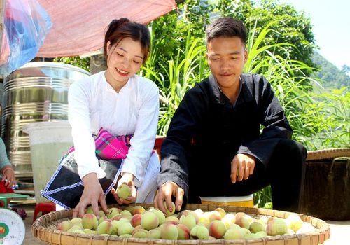 Niềm vui mùa quả ngọt hiện rõ trên gương mặt người dân sau những ngày chăm sóc vườn đào.