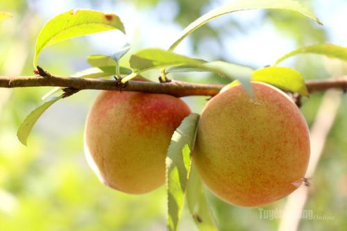 Những trái đào chín vàng ươm, điểm xuyết gam màu đỏ rực rỡ như hàng trăm hàng ngàn đốm lửa lấp ló trong những tán lá xanh.