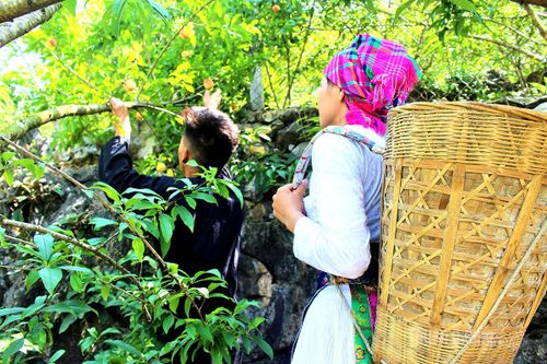 Người dân hái những quả đào chín đỏ, thơm ngon mang lại trải nghiệm thú vị.