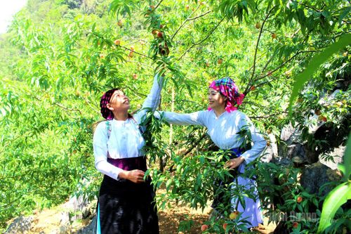 Khi những ngày nắng hạ kéo dài mang hơi ấm nồng nàn đã giúp đào nhanh chín đỏ rực trên cành, tô điểm vẻ đẹp bản làng người Mông.