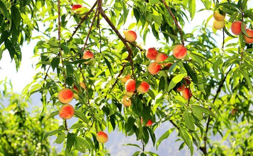 Mùa đào năm nay sai quả, chất lượng cao, đang bắt đầu cho thu hoạch.