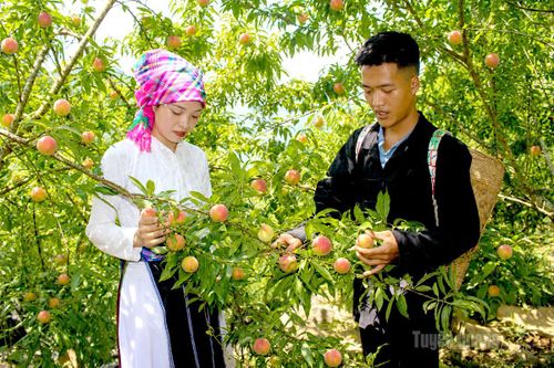 Thôn Sảng Cán Tỷ là nơi sinh sống của đồng bào dân tộc Mông, đây là nơi trồng đào theo đề án trồng cây ăn quả ôn đới kết hợp phục vụ phát triển du lịch của xã Cán Tỷ.