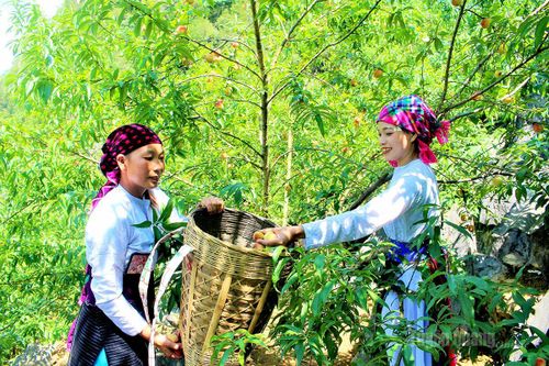 Khắp các vườn nhà, ven đường cho đến những nương đồi xa xa, đào đã chín đỏ trong ánh nắng vàng lung linh gọi mời khiến cho nơi thôn nghèo Sảng Cán Tỷ như bừng sáng.