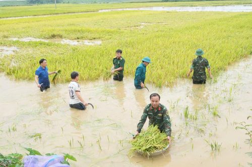 Chủ tịch UBND xã Ngô Văn Thìn (áo xanh ngoài cùng bên trái) cùng các lực lượng hỗ trợ người dân thu hoạch lúa.