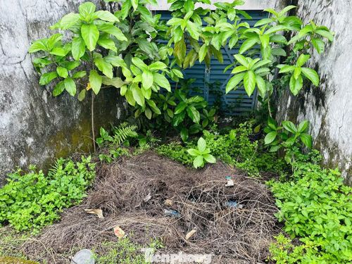 Nhiều vị trí cỏ mọc cao quá đầu người, tạo nên khung cảnh nhếch nhác.