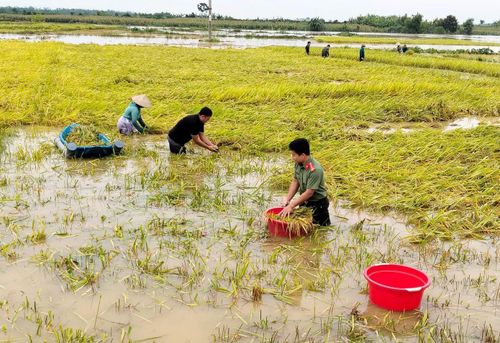 Các anh cùng người dân chạy đua với thời gian, khơi thông dòng chảy, gặt từng bó lúa, gánh từng bông lúa lên bờ để giảm thiểu tối đa thiệt hại về kinh tế cho bà con nông dân.