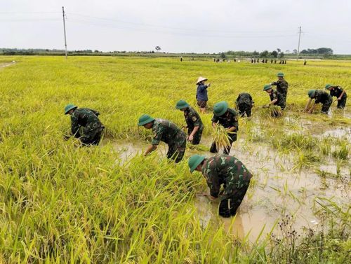 Theo thống kê ban đầu, tổng diện tích lúa bị ảnh hưởng lên tới hơn 36ha. Trong đó, có 15 ha bị ngập sâu, nhiều diện tích lúa bị đổ rạp, khiến việc cơ giới hóa thu hoạch bằng máy móc trở nên bất khả thi.