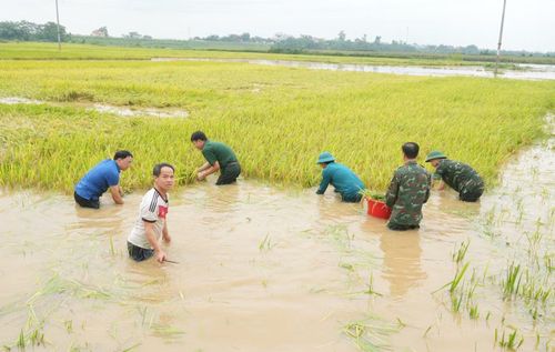  Trước tình hình cấp bách đó, lãnh đạo xã Hoàng An đã nhanh chóng huy động tổng lực các lực lượng Quân đội, Công an xã, dân quân tự vệ phối hợp cùng các ban ngành đoàn thể khẩn trương xuống đồng hỗ trợ bà con. 