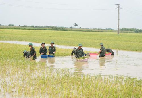  Đặc biệt, Trung đoàn 165 thuộc Sư đoàn 312 đã kịp thời điều động 121 cán bộ, chiến sĩ phối hợp cùng lực lượng địa phương. Không quản ngại thời tiết bất lợi, mưa và bùn lầy, các chiến sĩ trẻ đã nhanh chóng có mặt tại các cánh đồng bị thiệt hại nặng nề như: Vạt Chằm, Cửa Miếu, Đình Đay. 