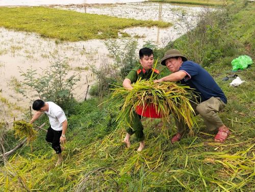  Sự vào cuộc kịp thời, trách nhiệm của cấp ủy, chính quyền địa phương và các lực lượng vũ trang tại xã Hoàng An không chỉ giúp bà con nông dân sớm thu hoạch lúa tránh giảm bớt thiệt hại. Ông Ngô Văn Thìn - Chủ tịch UBND xã Hoàng An cho biết, hiện địa bàn vẫn còn khoảng 20 ha lúa bị ngập sâu. Ngay trong chiều nay, các lực lượng sẽ tập trung dồn lực để gặt xong toàn bộ diện tích này cho bà con. 