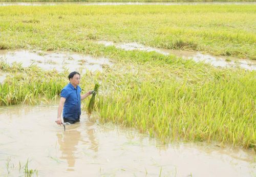 Hình ảnh đích thân Chủ tịch xã trực tiếp lội ruộng, tay liềm tay hái cùng gặt và vận chuyển lúa giúp dân. Sự sâu sát, đồng lòng “chia ngọt sẻ bùi” của người đứng đầu chính quyền địa phương đã tiếp thêm động lực to lớn cho bà con vượt qua nghịch cảnh.