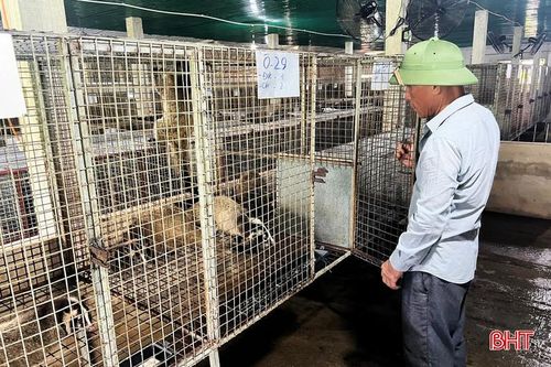 Ông Lưu kiểm tra sự phát triển của chồn giống