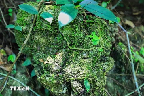 Cảnh vật còn nguyên sơ trên lối đi vào hồ Mắt Ngọc. (Ảnh: Trọng Đạt/TTXVN)